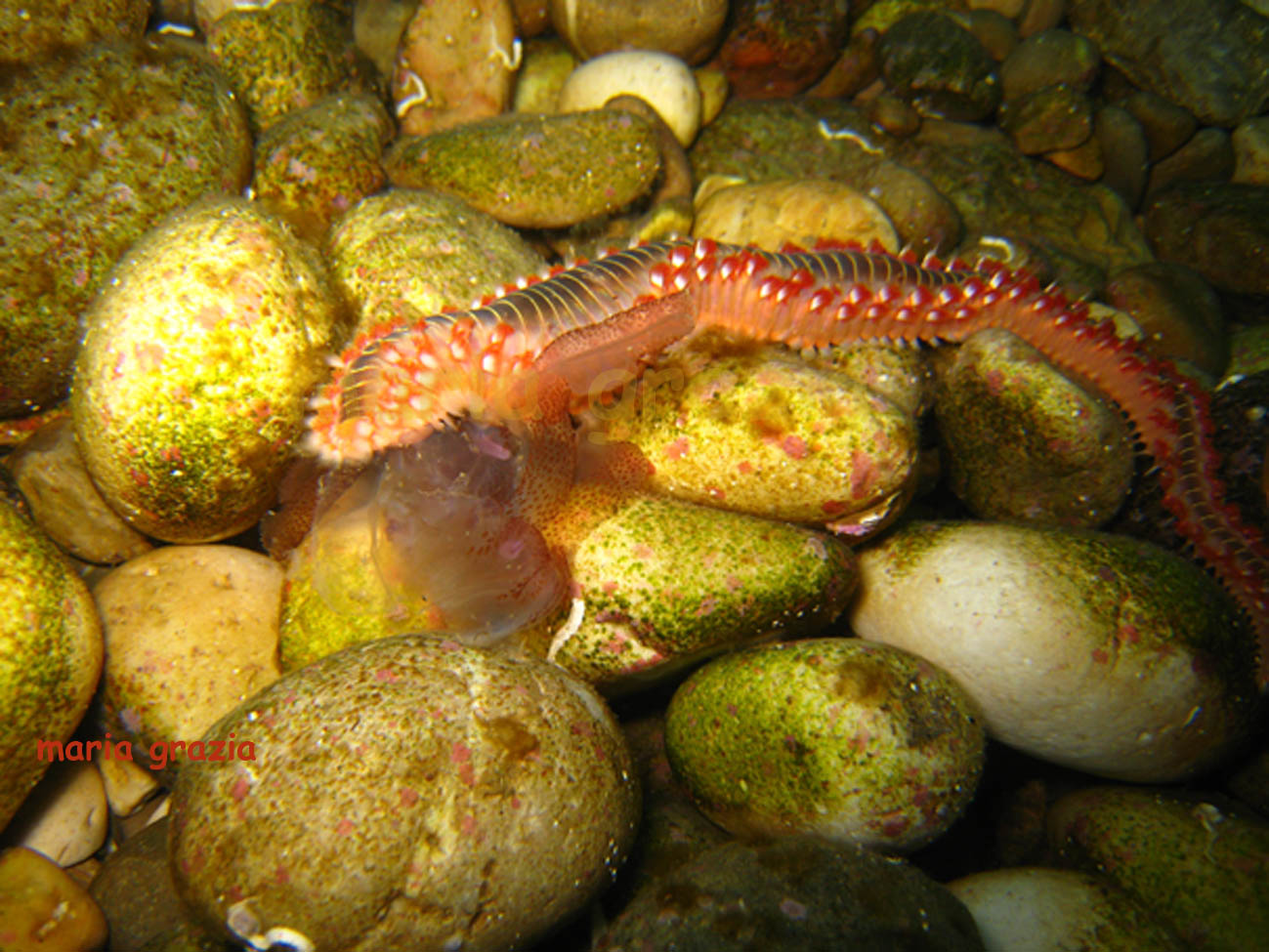 chi mangia le meduse?